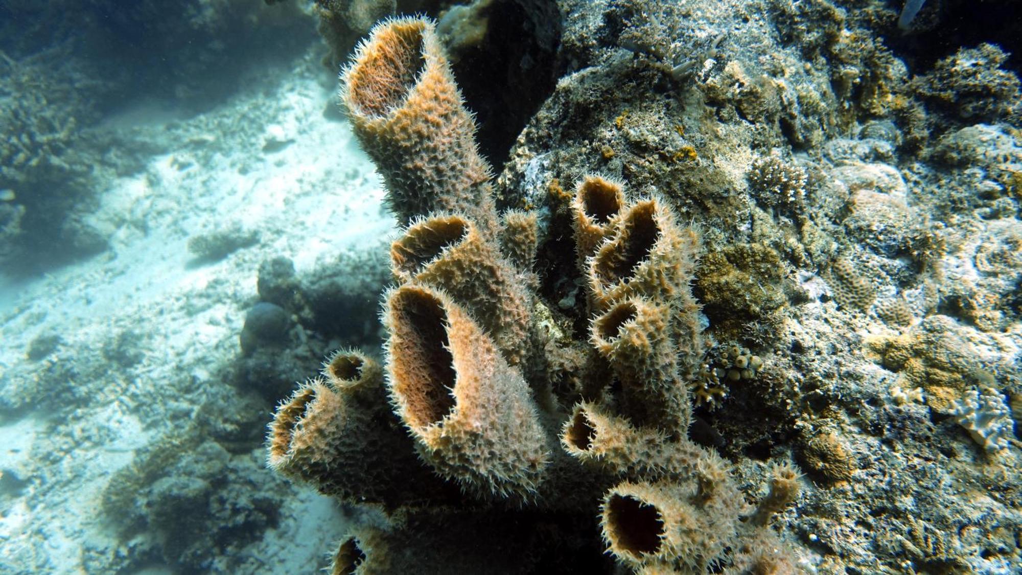 Budi Sun Resort Maumere Eksteriør bilde